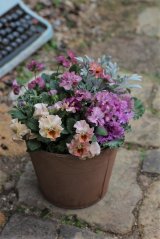 画像: 寄せ植え『見元さんのフリルが可愛い♪』 