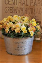 画像: 【特別価格!!】冬の寄せ植え『エッグタルト＆スイートハニー』