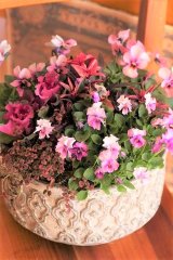 画像: 寄せ植えご予約分