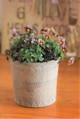 画像: 冬の寄せ植え『アフリカンにフロチョコ』
