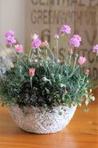 画像3: 【送料込み!!】 春の寄せ植え『PINKで春爛漫』