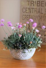 画像: 【送料込み!!】 春の寄せ植え『PINKで春爛漫』
