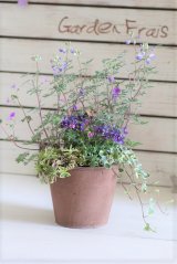 画像: 春の寄せ植え『Ｋ・Ｓ・Ｐ!!!』 