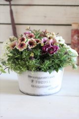 画像: 春の寄せ植え『カフェフラッペに爽やかさをのせて♪』