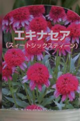 画像: コンパクト八重咲きエキナセア『スィートシックスティーン』