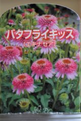 画像: コンパクト八重咲きエキナセア『バタフライキッス』