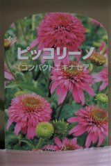 画像: コンパクト八重咲きエキナセア『ピッコリーノ』