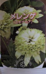 画像: コンパクト八重咲きエキナセア『メレンゲ』