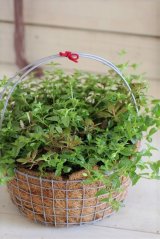 画像: 【ご予約受付ます。送料無料!!】夏の寄せ植え『トレニア アイスリバー』