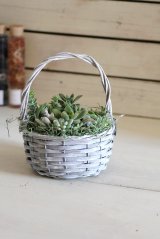 画像: カゴ（柳）に多肉の寄せ植え 