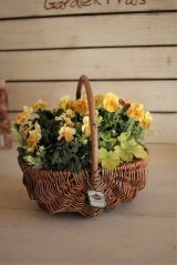 画像: 寄せ植え『シフォンピーチ』