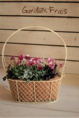 画像: 冬の寄せ植え『ピンクのお花畑』 *ホワイト*