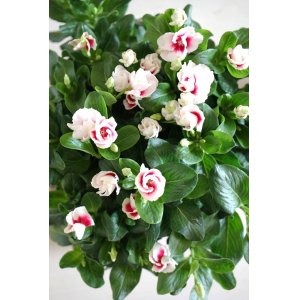 画像: ※２本植え【K-PLANTSさん生産苗】カップ咲きのビンカ『MIKI（みき）』*４号大株*