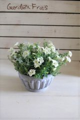 画像: 特価!! 送料込み!! 寄せ植え『見ため涼しいが１００％』 