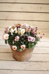 画像: 寄せ植え『お花のチカラ』*パステル編* 