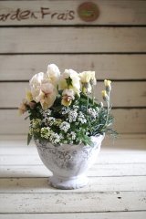 画像: 寄せ植え『お花のチカラ』*ファビュラス* 