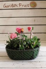 画像: 【送料無料!!】寄せ植え『球根の季節』