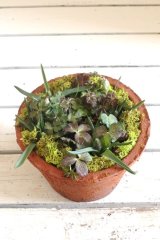画像: 【送料無料!!】寄せ植え お花のチカラ『アネモネ＆ムスカリ』