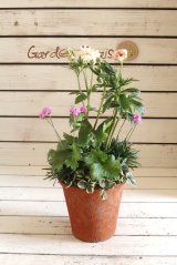 画像: 【送料無料!!】寄せ植え お花のチカラ『ラナンキュラスラックス』