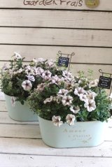 画像: 【送料無料!!】ピック付き! 寄せ植え『ヴァルド』★グリーン缶★