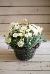 画像: 寄せ植え『キク科Forever』*バスケットver*