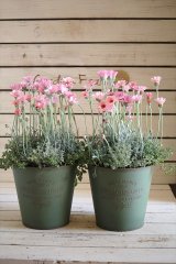 画像: 【送料無料!!】寄せ植え『キク科Forever』*ベーシックポット*