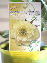 画像: 【来春開花見込み株】八重咲きクリスマスローズオリエンタリス『ダブルイエロー』