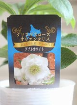 画像: 【来春開花見込み株】八重咲きクリスマスローズオリエンタリス『ダブルホワイト』