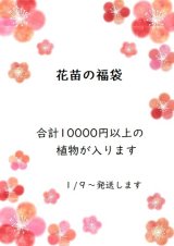 画像: １年の感謝を込めて!! *花苗の福袋* 　※１/９〜の発送になります