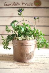 画像: 【１点もの寄せ植え】maako‘sリメイク缶『八重咲アネモネブルー』　