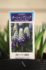 画像: ムスカリ『オーシャンマジック』 ※４球植え 