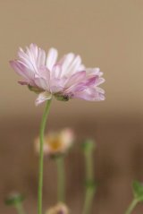 画像: 【30％OFF】小輪八重咲き秋明菊（シュウメイギク）『セピア』