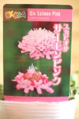 画像: 【ＧＦVさんの苗】スカビオサ『サーモンピンク』※芽出し苗