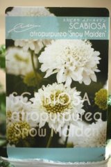 画像: 【ＧＦVさんの苗】スカビオサ『スノーメイデン』※芽出し苗
