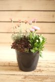 画像2: 寄せ植え *５号* 『春爛漫♪』