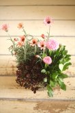 画像5: 寄せ植え *５号* 『春爛漫♪』