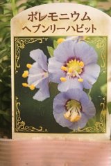 画像: 【ときめく宿根草】ポレモニウム『ヘブンリーハビット』