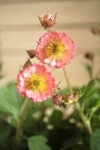 画像1: 【花後のため40％OFF】ゲウム『ベルバンク』 *４号*