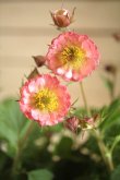画像3: 【花後のため40％OFF】ゲウム『ベルバンク』 *４号*