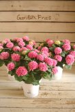 画像5: 【花後剪定株50％OFF!】島根県オリジナルあじさい『茜雲』　※葉に傷みあります
