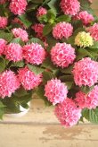 画像9: 【花後剪定株50％OFF!】島根県オリジナルあじさい『茜雲』　※葉に傷みあります