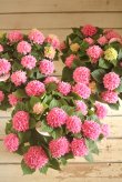 画像8: 【花後剪定株50％OFF!】島根県オリジナルあじさい『茜雲』　※葉に傷みあります
