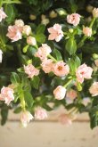 画像2: 花日和さんオリジナル!! 八重咲きニチニチソウ『ソラリス』