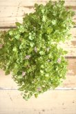 画像2: 極少なお花が可愛すぎる! ペラルゴニウム『KOMOMO』 
