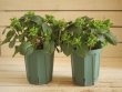 画像10: 【花後剪定株50％OFF!】島根県オリジナルあじさい『茜雲』　※葉に傷みあります
