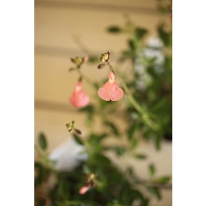 画像: サルビア『エルドゥラスノ』 