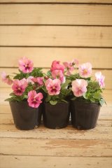 画像: 【HKFさんの苗】パンジーわらく『ピンクブロッチ』 