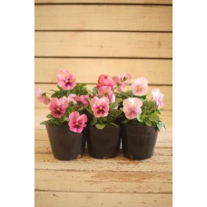 画像: 【HKFさんの苗】パンジーわらく『ピンクブロッチ』