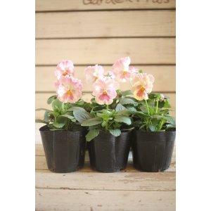 画像: 【HKFさんの苗】パンジー『ユニークももこII』