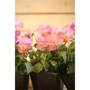 画像: 【HKFさんの苗】ビオラ『ぴーちももか』 